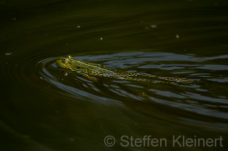 Teichfrosch (Rana kl. esculenta)  - 16